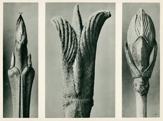 Cornus Brachypoda. 1929 (mélynyomás)